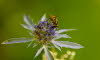 _86H2677_klein