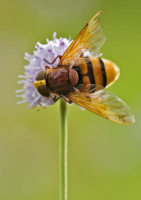 _86H3529_klein